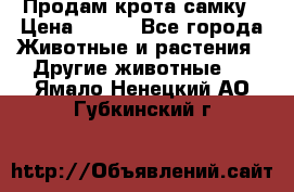 Продам крота самку › Цена ­ 200 - Все города Животные и растения » Другие животные   . Ямало-Ненецкий АО,Губкинский г.